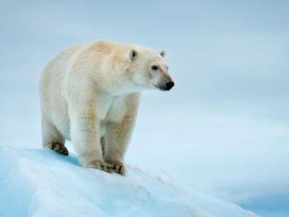 Polar bear ice