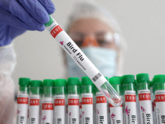 bird flu