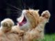 Cat yawns