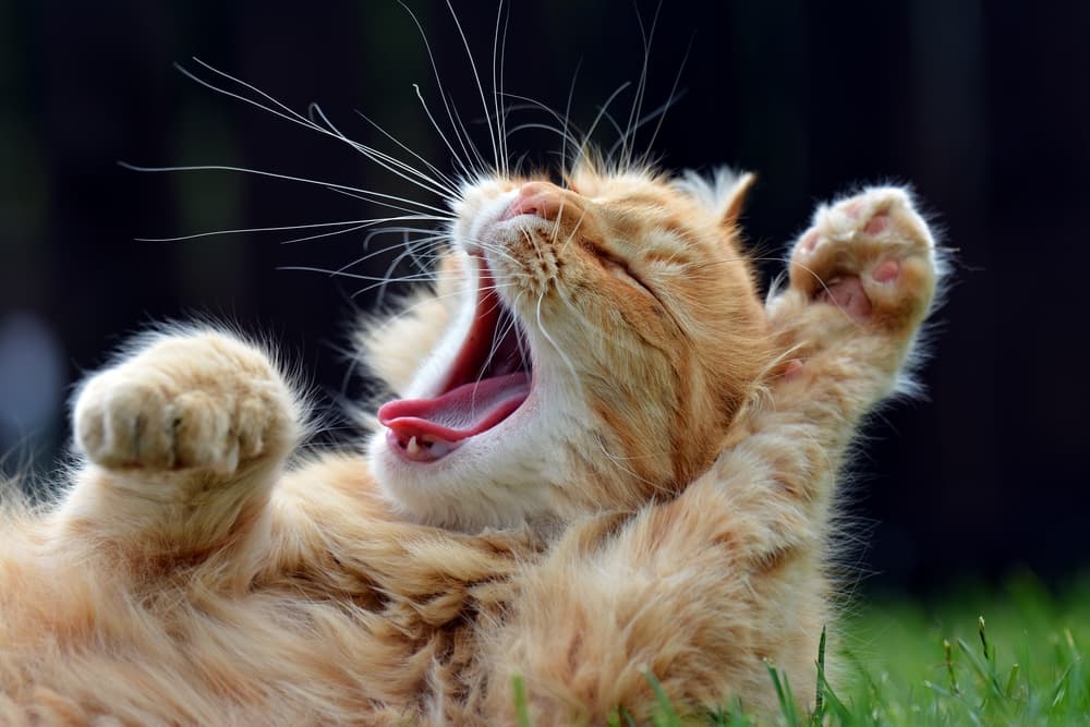 Cat yawns