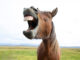 Laughing horse