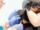 Top vet exposes plan to euthanize pets via routing vaccination schedule.