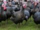 bird flu turkeys