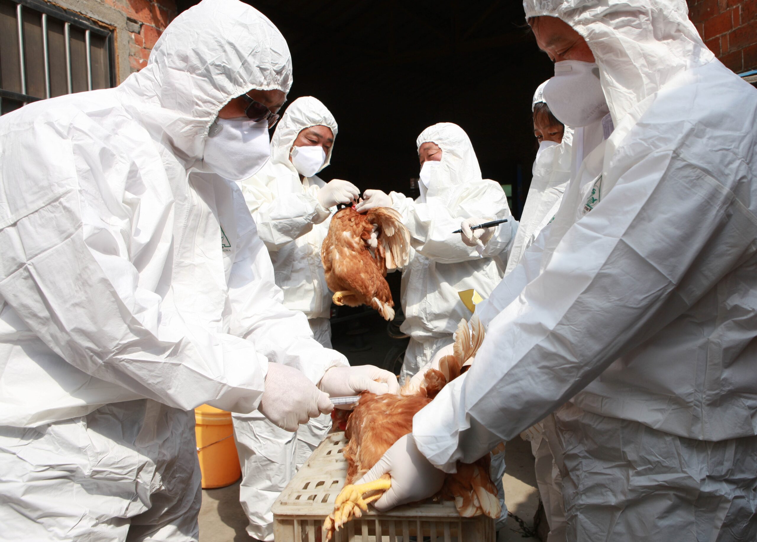 US Gov’t Invests 6M in Bird Flu Response While Funding Gain-of-Function Research to Make Virus More Lethal