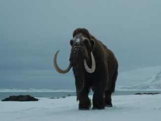 woolly mammoth