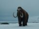woolly mammoth