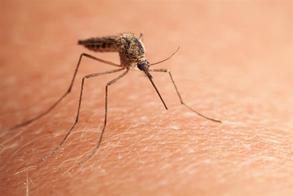 mosquito vaccine
