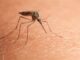 mosquito vaccine