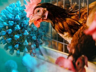 Egg rationing strikes U.S. as experts warn of incoming Bird Flu pandemic.