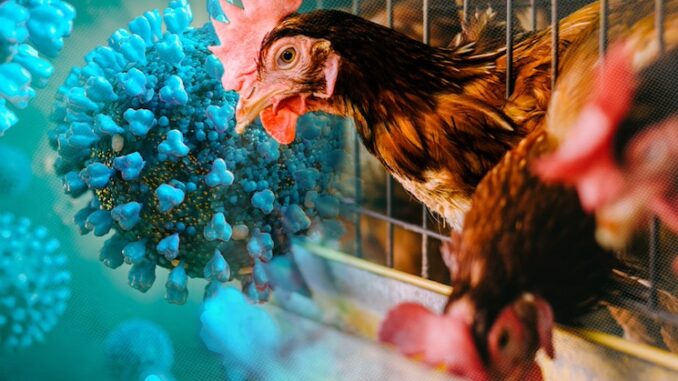 Egg rationing strikes U.S. as experts warn of incoming Bird Flu pandemic.