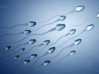 sperm