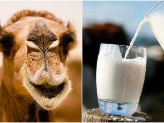 Scientists discover camel milk cures autism.