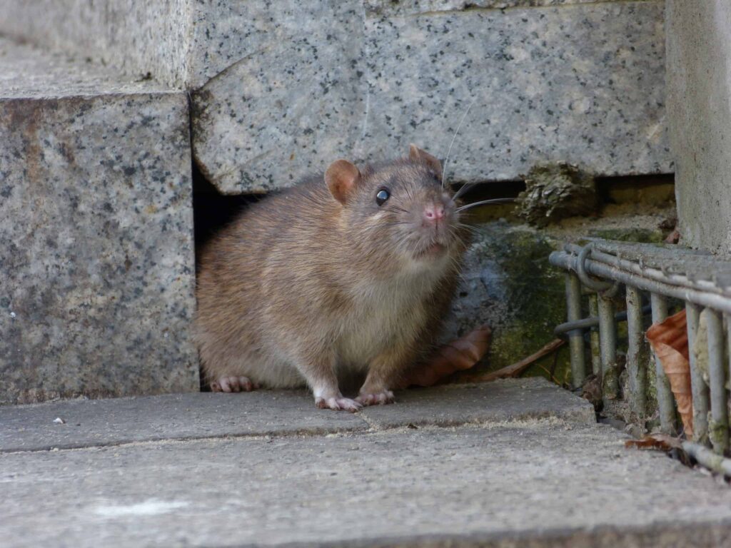 London rat
