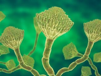 Aspergillus fungus
