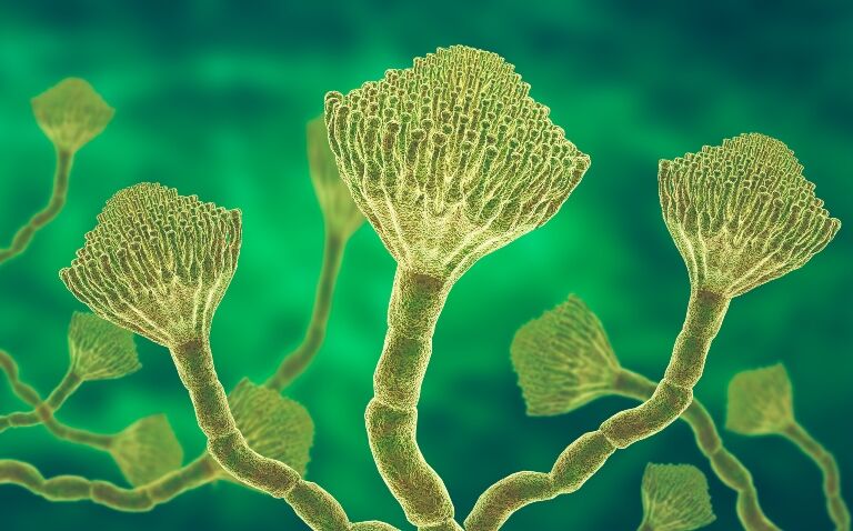 Warning Issued As Killer Fungus Is Forecast to Spread To The UK