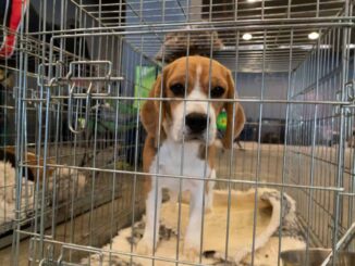 beagle