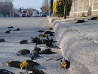 Scientists warn millions of birds are mysteriously dropping dead