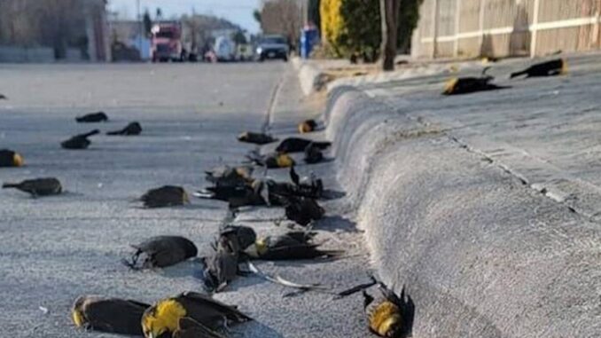 Scientists warn millions of birds are mysteriously dropping dead