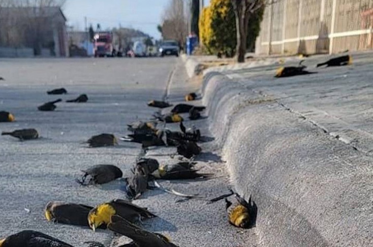 Scientists Issue Urgent Warning as Millions of Birds Begin Dropping from U.S. Skies
