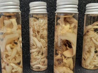 Top scientists warn white fibrous clots are being discovered in dead mRNA vaccinated individuals.