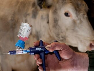 Bill Gates unveils new mRNA jabs for cows.