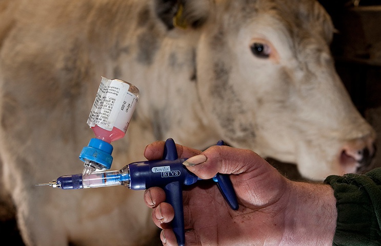 Bill Gates Unveils New mRNA-Lipid Nanoparticle Jabs for Billions of Cows