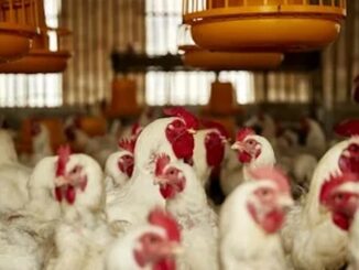 USDA approves plan to inject poultry with deadly spike prions.