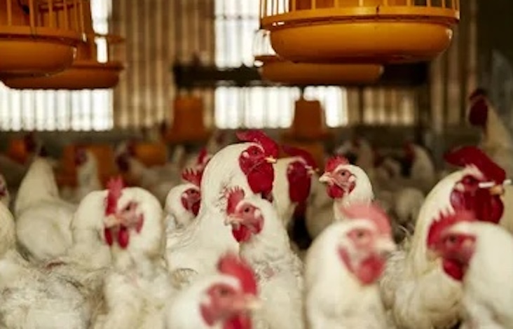 USDA Approves Controversial Plan to Inject All Poultry with Lethal Spike Prions