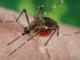 WHO warns of new chikungunya virus caused by Bill Gates' mosquitoes.