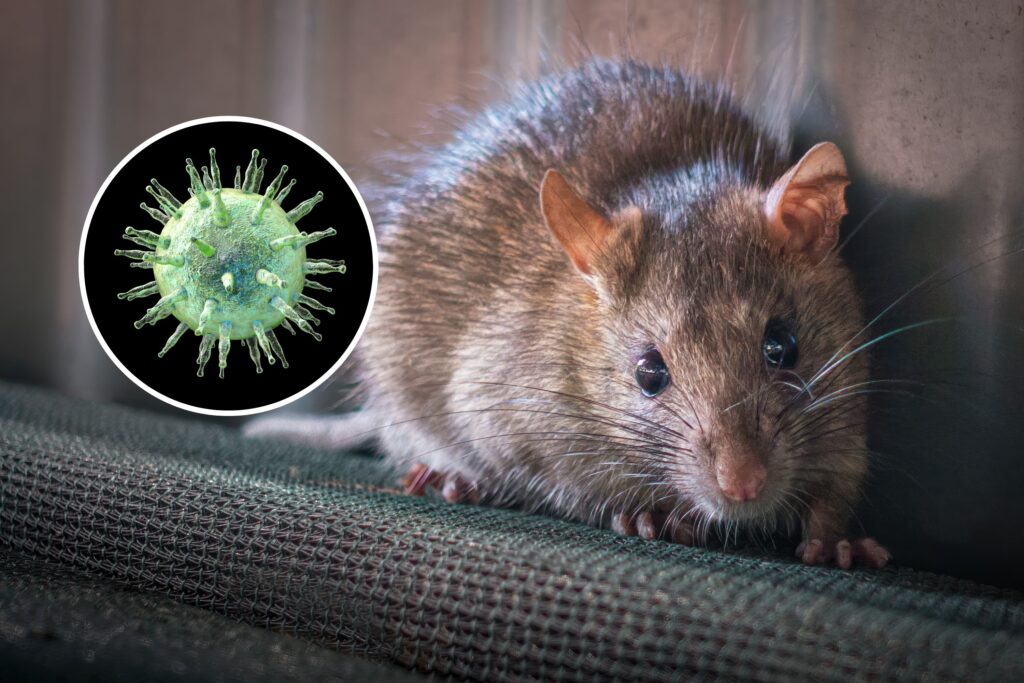 rodent virus