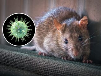 rodent virus