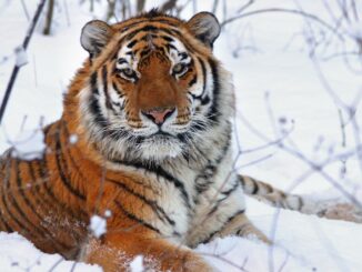 siberian tiger