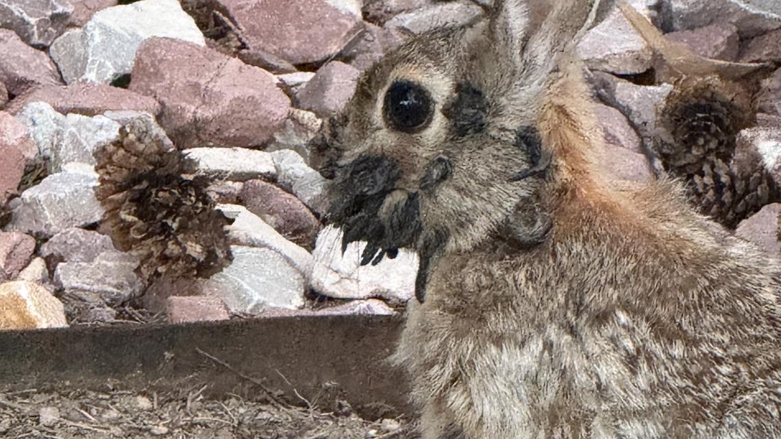 Biohazard Alert: Cancer Rabbits With Flesh-Tentacles Infesting Colorado—Reason for Mutation ‘Top Secret’