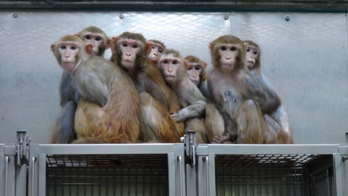 NIH Paid Scientists to Turn Monkeys Transgender, Inject Them With mRNA and Study HIV Links