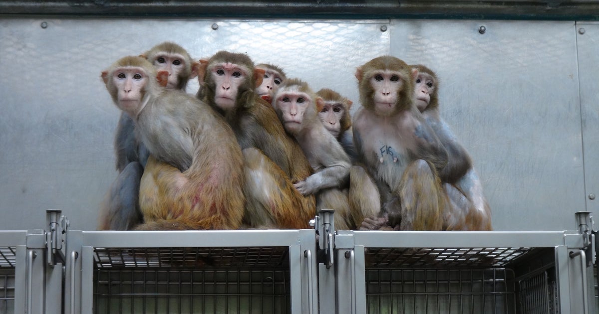 NIH Paid Scientists to Turn Monkeys Transgender, Inject Them With mRNA and Study HIV Links