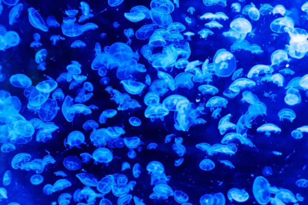 Jellyfish