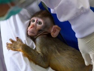 NIH used taxpayer dollars to fund transgender monkeys addicted to mRNA.