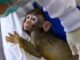 NIH used taxpayer dollars to fund transgender monkeys addicted to mRNA.