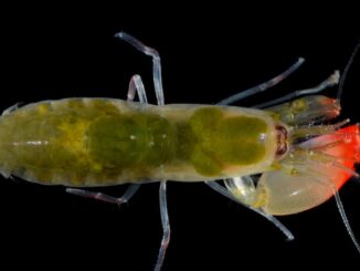 FDA issues urgent warning about radioactive shrimp being sold at Walmart.