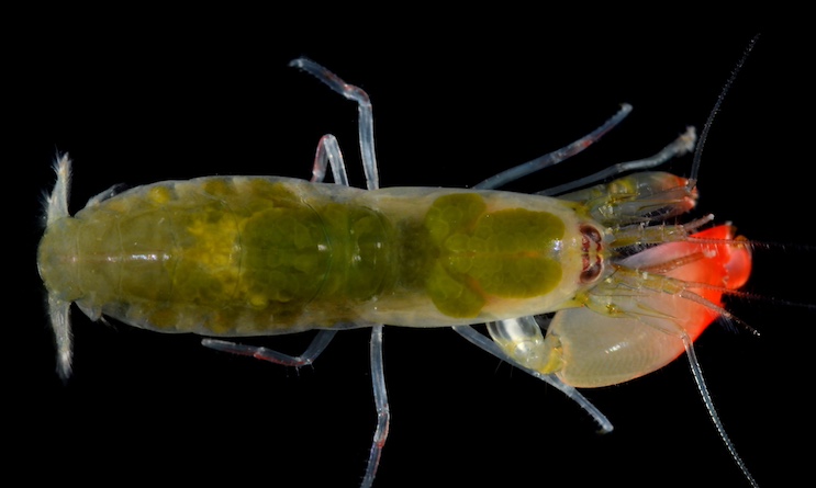 FDA Issues Warning About Radioactive Shrimp Sold at Walmarts: “Do Not Eat”