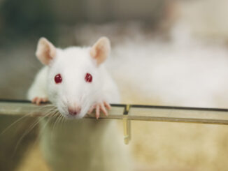 animal testing lab rats