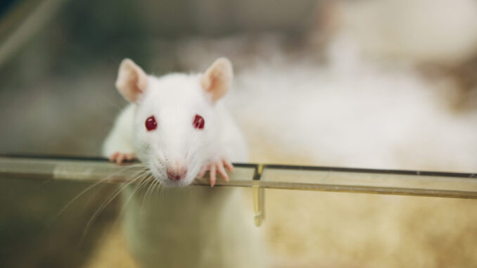 animal testing lab rats