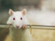 animal testing lab rats