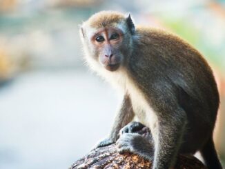 Scientists reverse aging in monkeys with super stem cells.