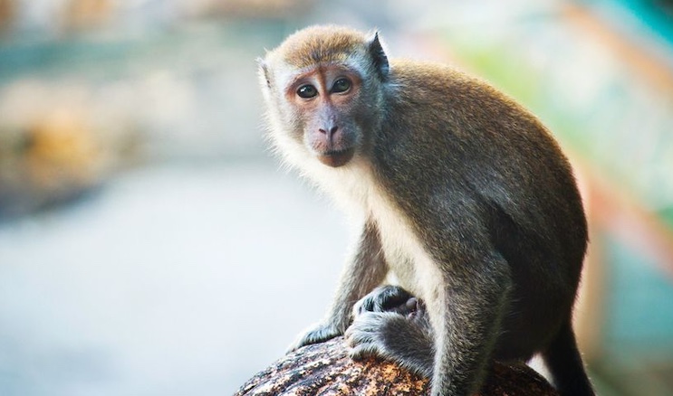 Scientists Successfully Reverse Aging in Monkeys With ‘Super’ Stem Cells