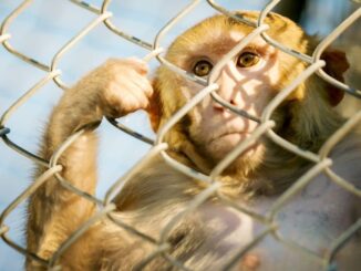 CDC shuts down monkey lab amid TB fears.