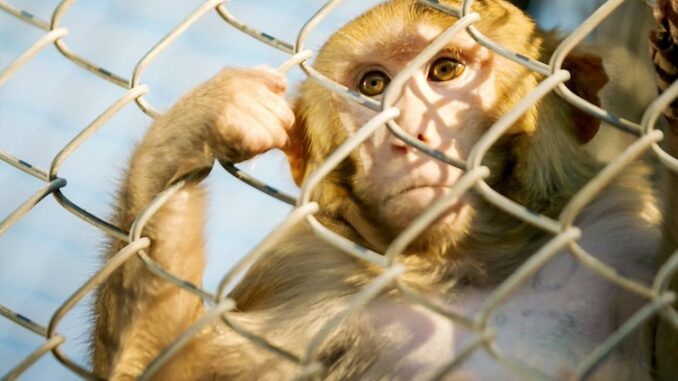 CDC shuts down monkey lab amid TB fears.