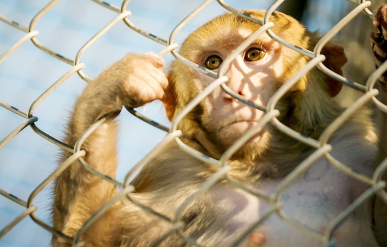 CDC shuts down monkey lab amid TB fears.