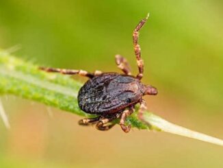 Australian child died from meat-borne allergy.