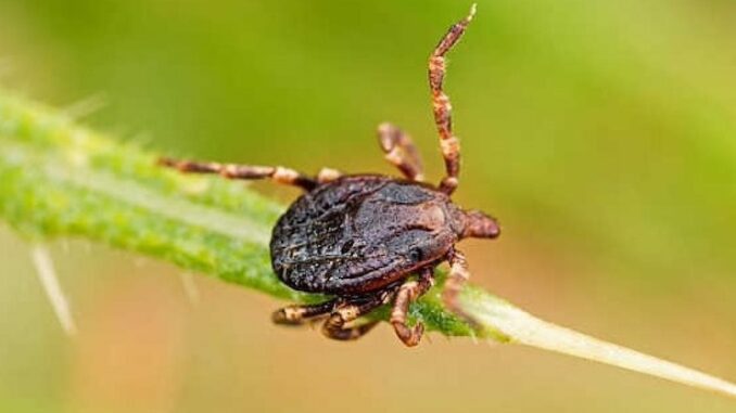 Australian child died from meat-borne allergy.